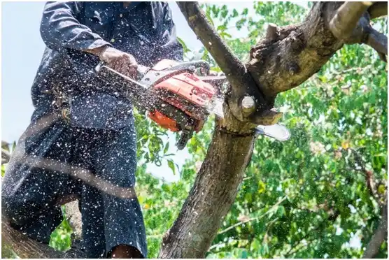 tree services Goodwell